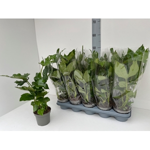 FATSIA OV