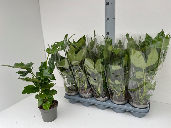 <h4>FATSIA OV</h4>