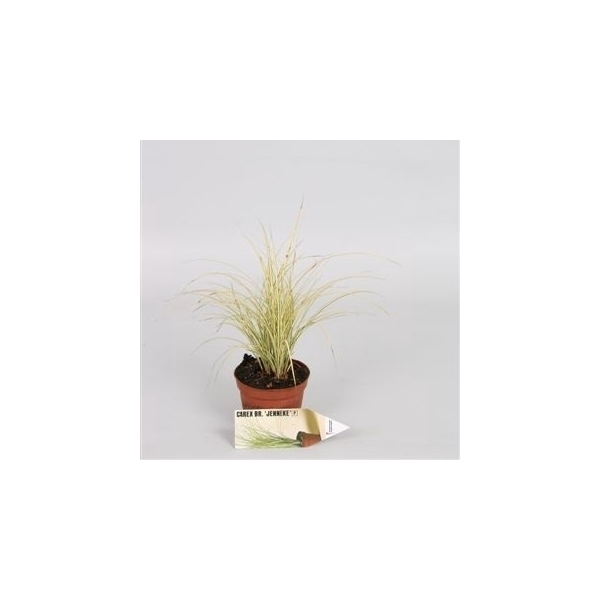 Graminées Carex brunnea 'Jubilo'