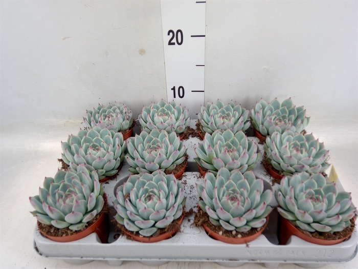 <h4>Echeveria   ...</h4>