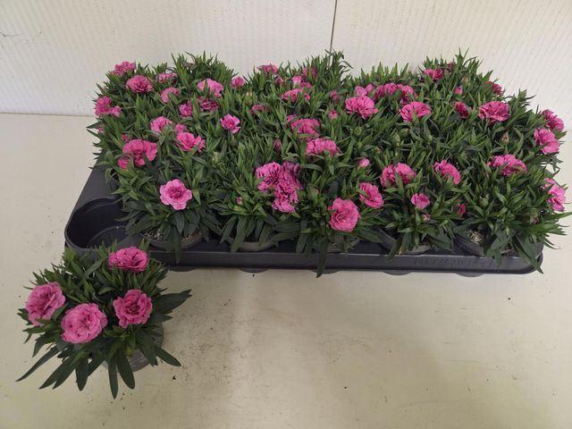 <h4>Dianthus  'Oscar Purple Wings'</h4>