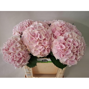 HYDR M MY PINKTOU RZ