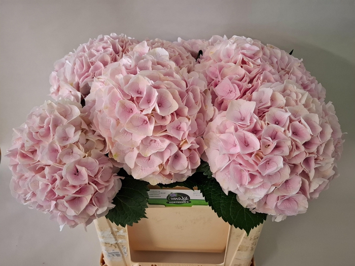 <h4>HYDR M MY PINKTOU RZ</h4>