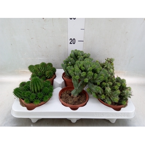 Euphorbia   ...mix