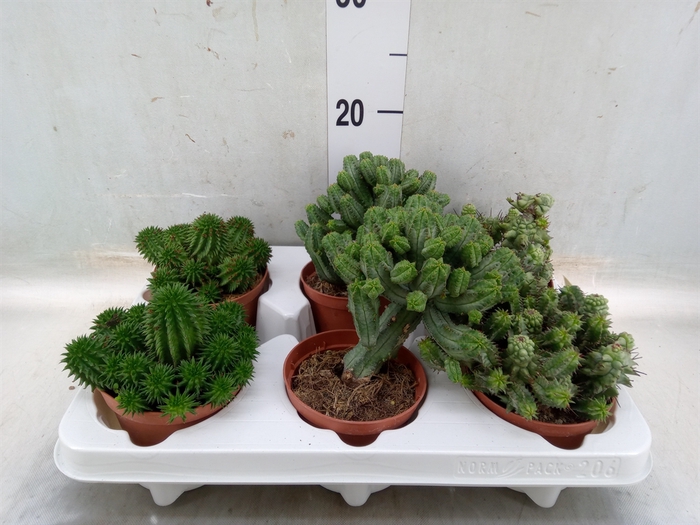 <h4>Euphorbia   ...mix</h4>