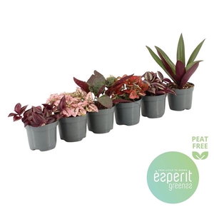 Pink-Purple Mix 4-6 srt.