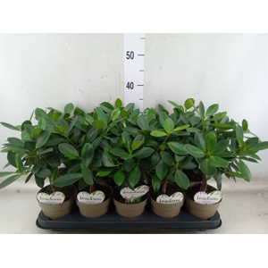 Ficus microcarpa 'Maya'