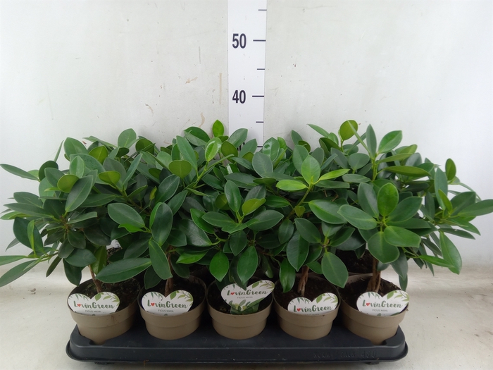 <h4>Ficus microcarpa 'Maya'</h4>