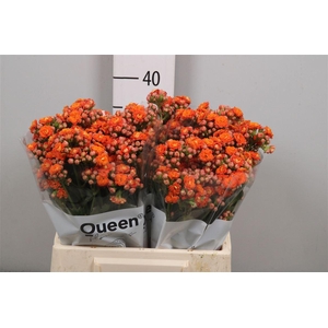 Kal Bri Orang Meadow