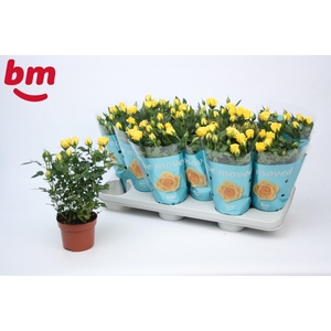 Rosa Amazing Jewel Beau Monde Yellow