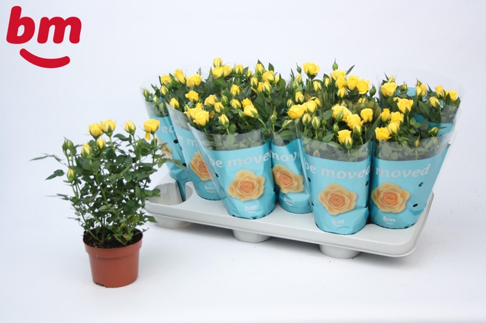 <h4>Rosa Amazing Jewel Beau Monde Yellow</h4>