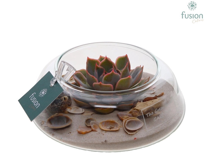 <h4>Green Bottle Christel Small Maritiem met Succulent</h4>