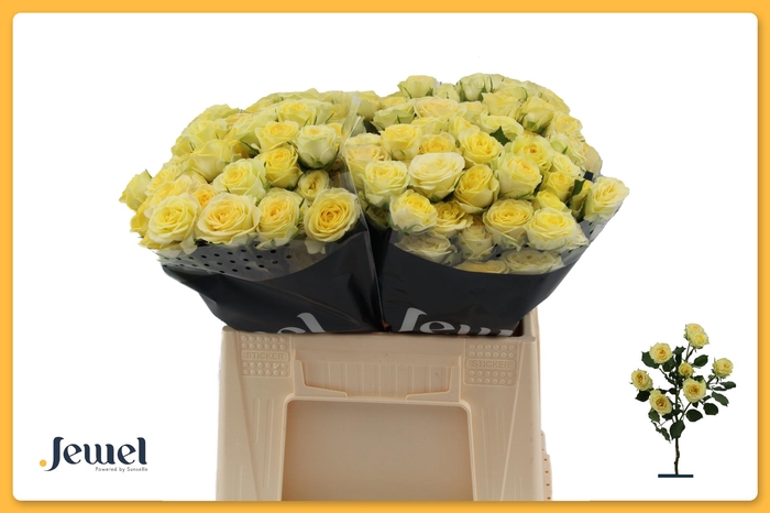 <h4>R TR WEDDING INVITE Water</h4>