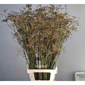 Foeniculum Vulgare