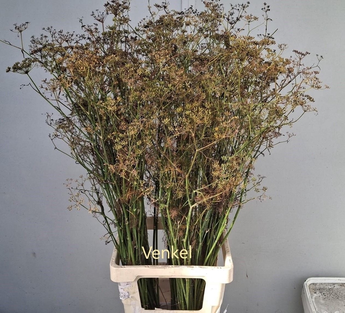 <h4>Foeniculum Vulgare</h4>