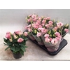 arr8 Eust Julietta Pink