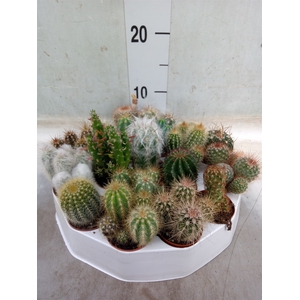 Cactus   ...mix