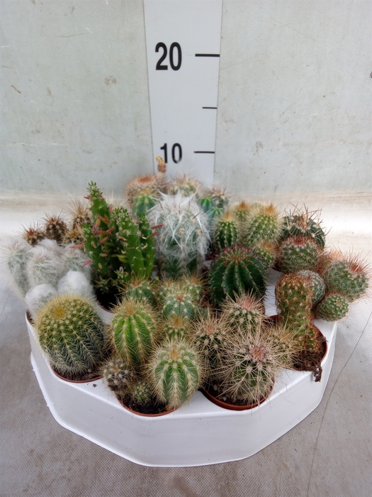 <h4>Cactus   ...mix</h4>