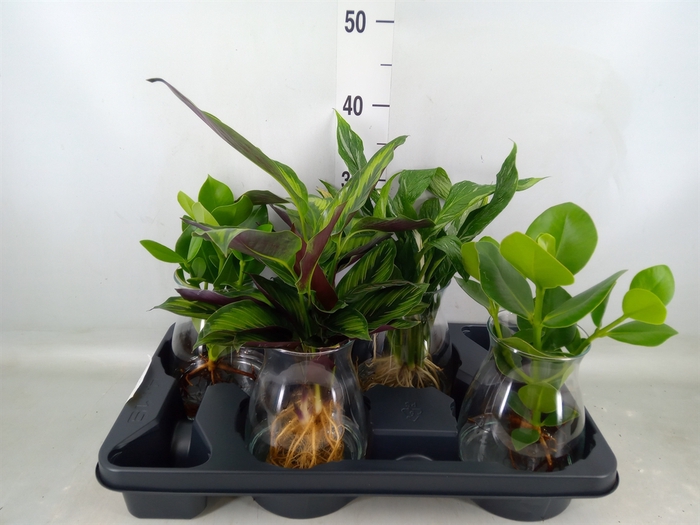 <h4>Planten  ..mix</h4>