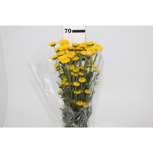 CRISANTEMO DEKKORAR LENOIR 070 CM