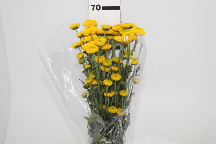 <h4>CRISANTEMO DEKKORAR LENOIR 070 CM</h4>