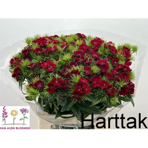 Di Barbatus Will Red Alem