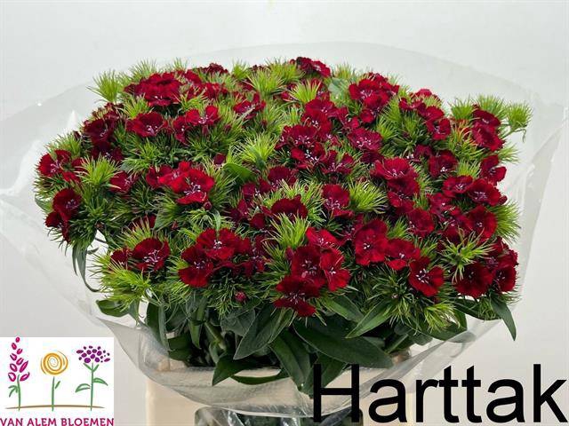 <h4>Di Barbatus Will Red Alem</h4>