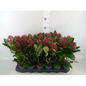 Skimmia jap. 'Rubella'