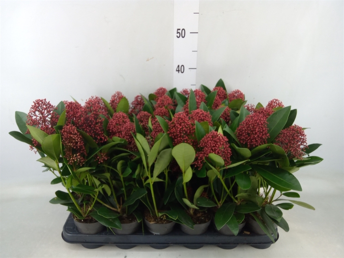 <h4>Skimmia jap. 'Rubella'</h4>