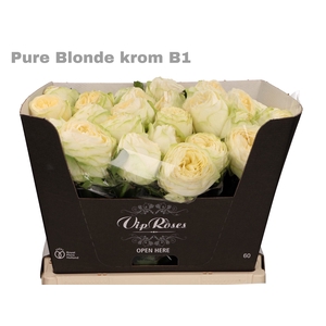 R GR PURE BLONDE KROM B1