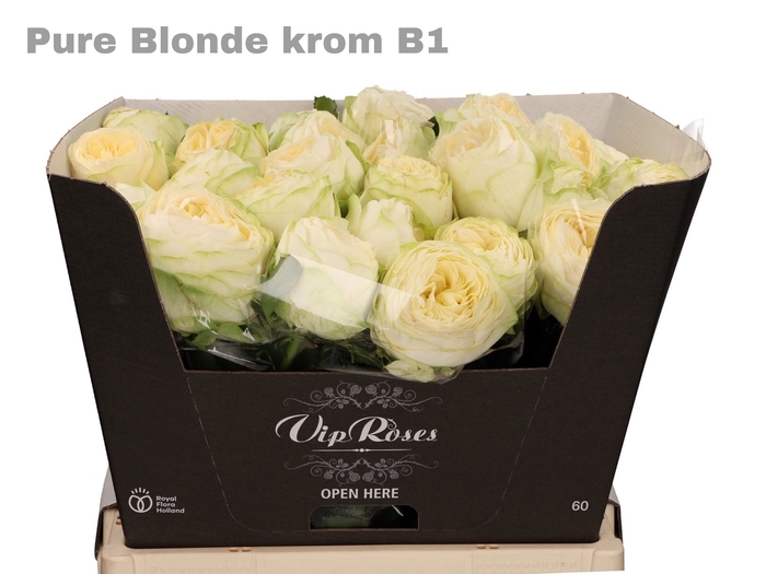 R GR PURE BLONDE KROM B1