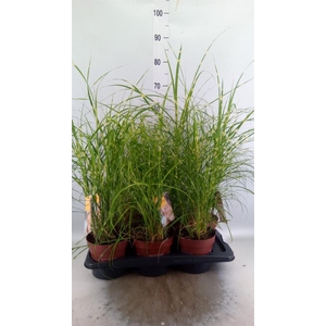 Miscanthus sin. 'Zebrinus'