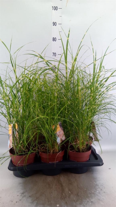 <h4>Miscanthus sin. 'Zebrinus'</h4>