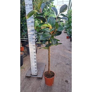 Ficus elastica 'Robusta'