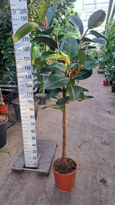 <h4>Ficus elastica 'Robusta'</h4>