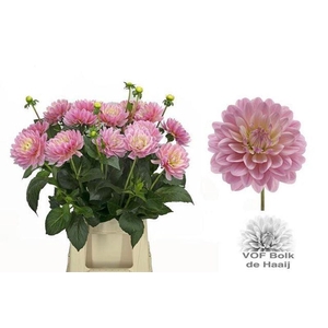 DAHL DEC PINK MAGIC