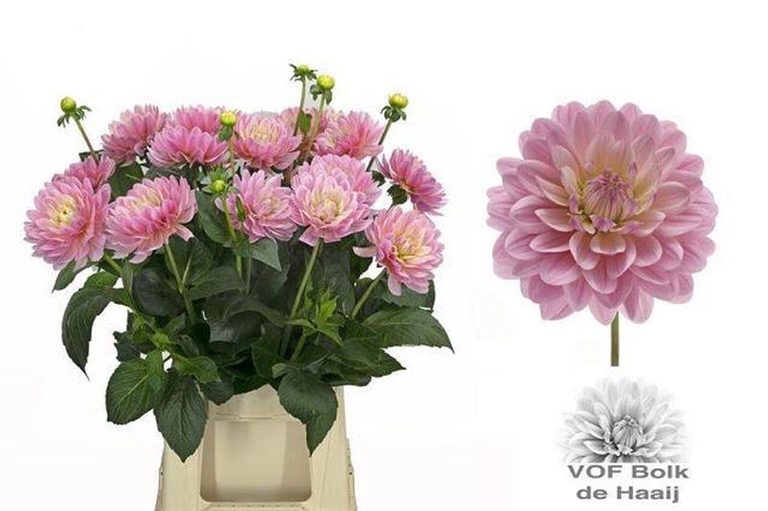 <h4>DAHL DEC PINK MAGIC</h4>