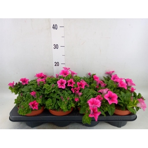 Petunia  'Famous Pink'