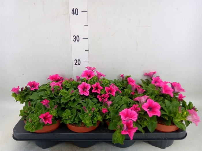 <h4>Petunia  'Famous Pink'</h4>