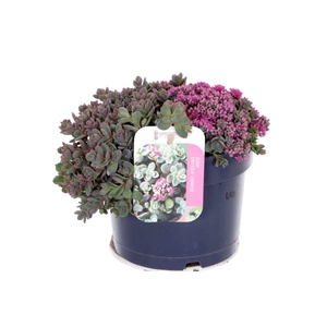 Sedum cauticola Lidakense