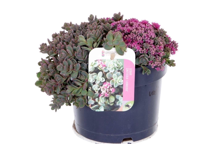 <h4>Sedum cauticola Lidakense</h4>