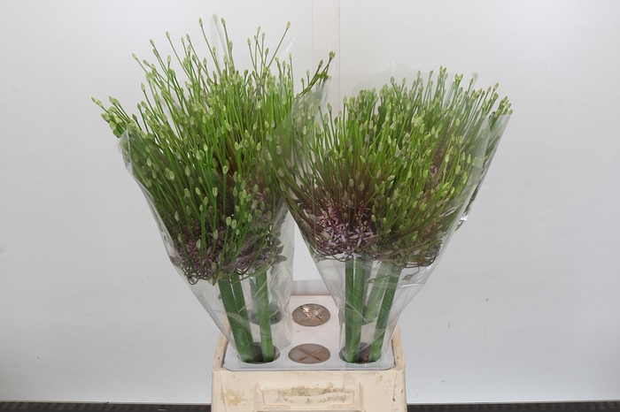 <h4>Allium Schubertii</h4>