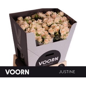 R Tr Justine Voorn