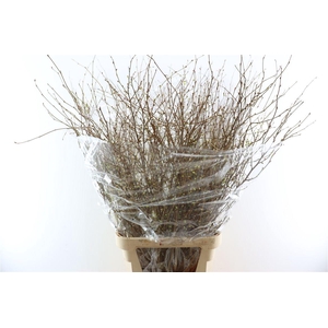 Corylopsis Pauciflora 120cm P Stem