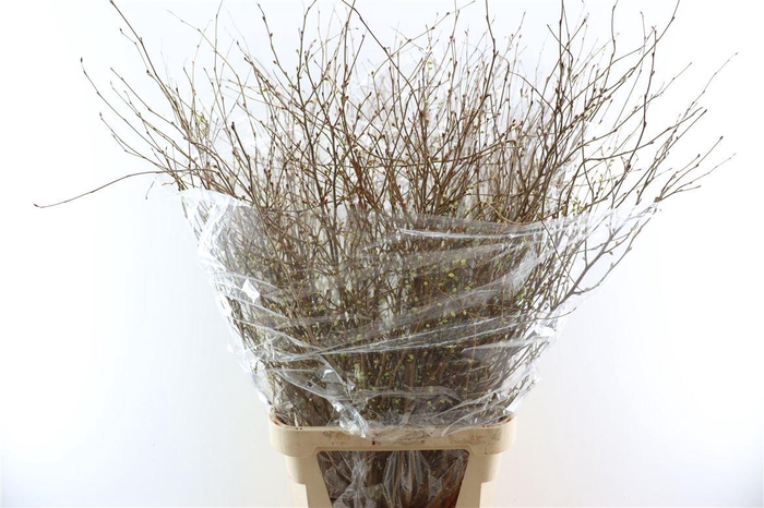 <h4>Corylopsis Pauciflora 120cm P Stem</h4>