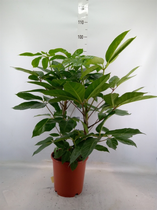 <h4>Schefflera actin. 'Amate'</h4>