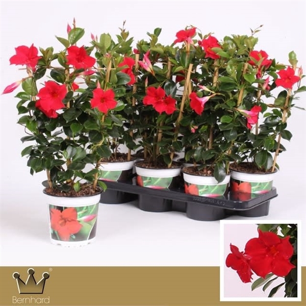 <h4>Dipladenia P15 Rek Diamantina Topaze Vermillion</h4>