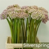 Allium  'Silverspring'