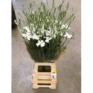 AGROSTEM QUEEN WHITE*