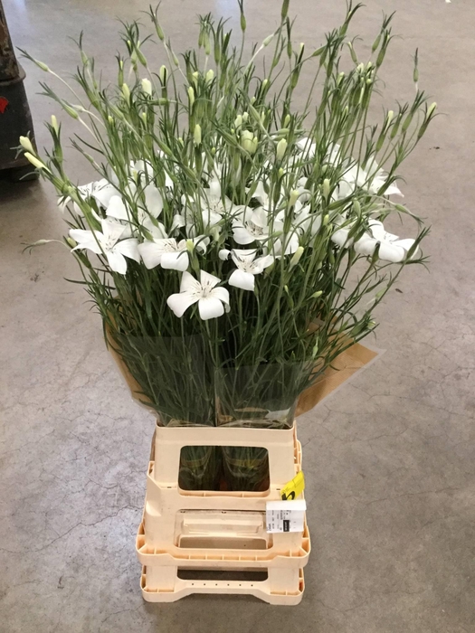 <h4>AGROSTEM QUEEN WHITE*</h4>